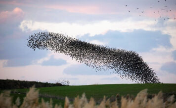 Premio Nobel por Entender el Vuelo Hipnótico de una Bandada de Pájaros